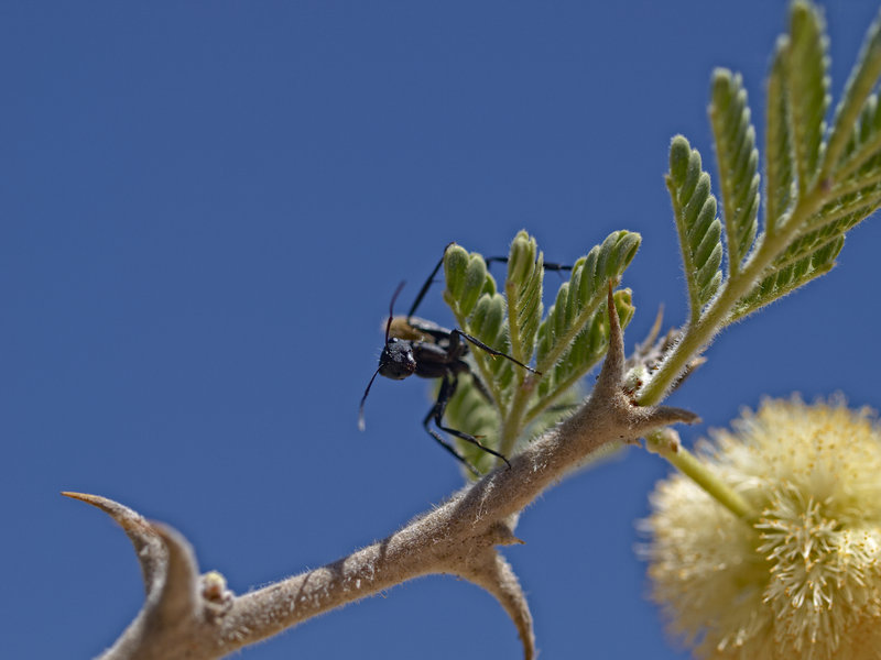 Okonjima, Ant